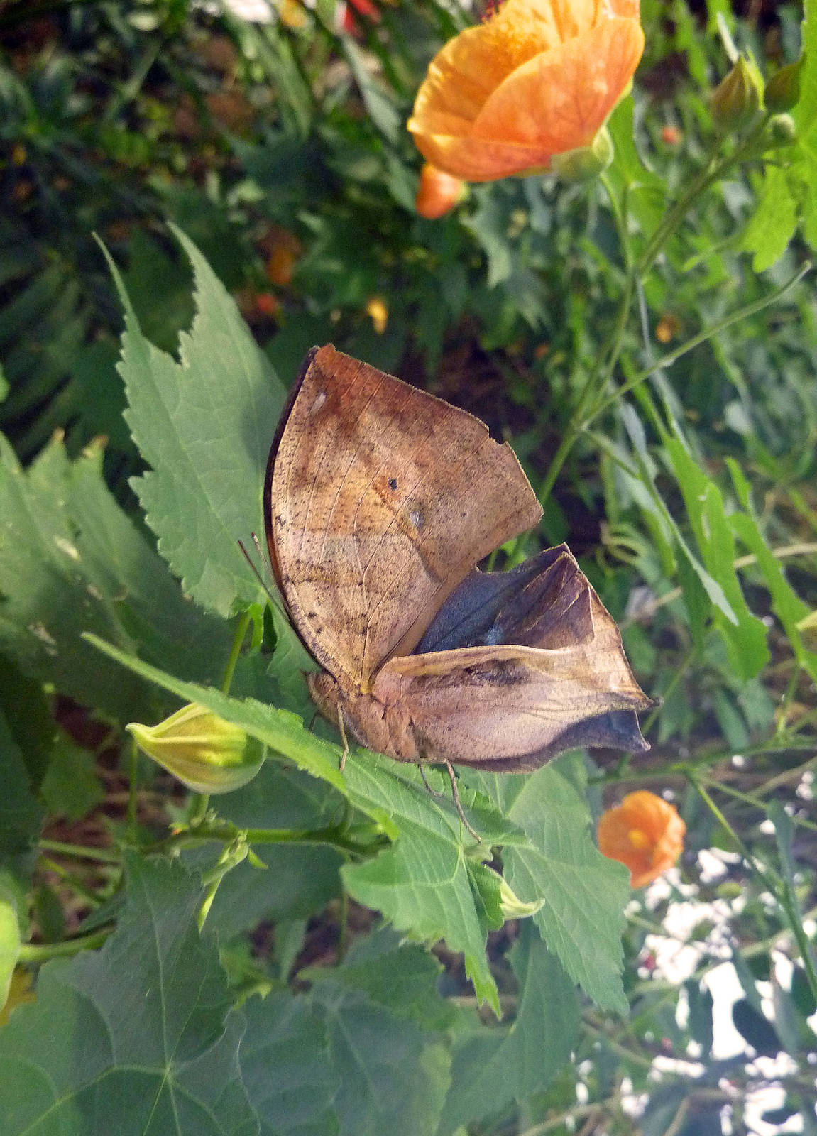 Indian leafwing