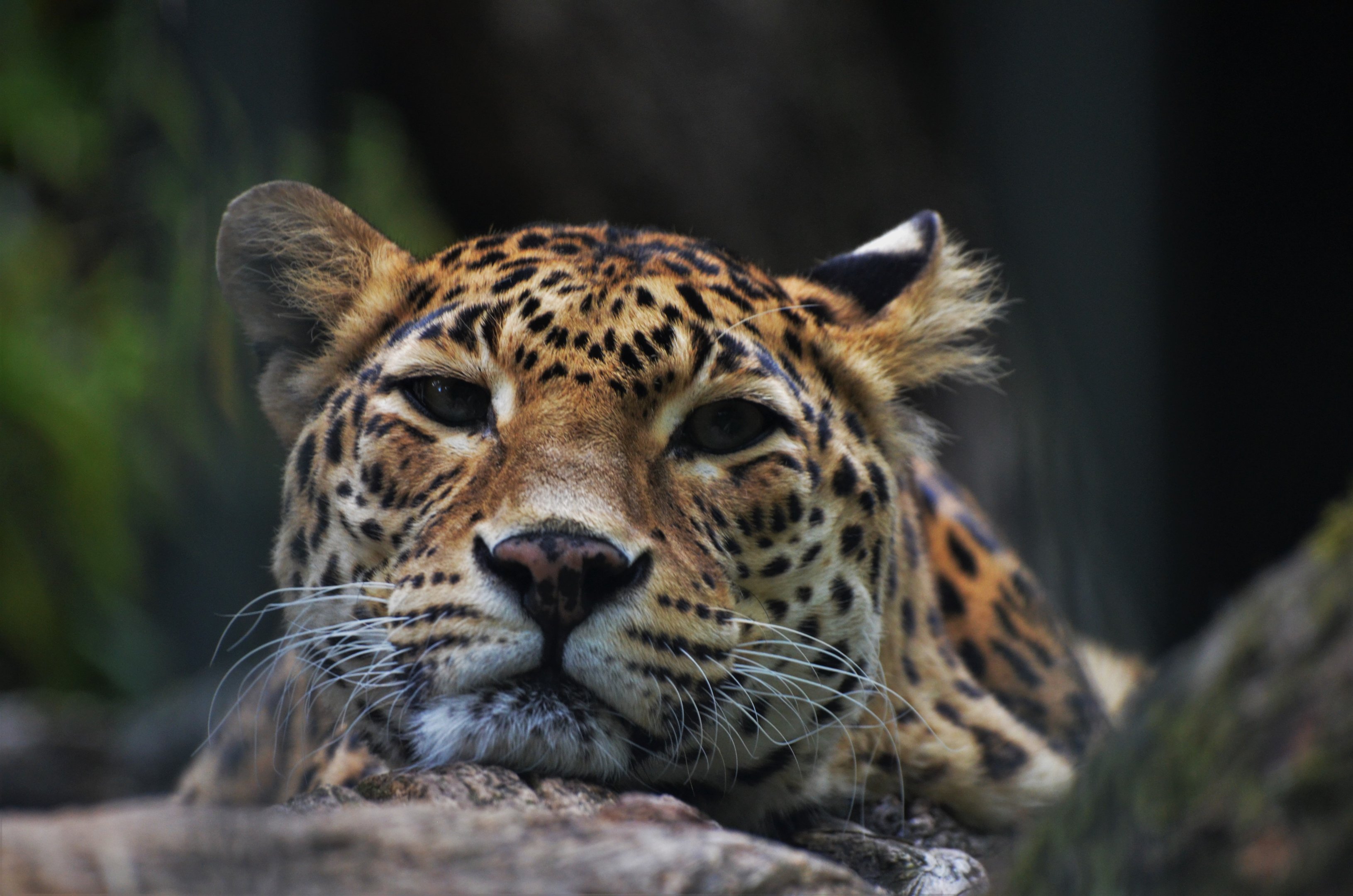 Indian Leopard at Wuppertal, 16/06/19