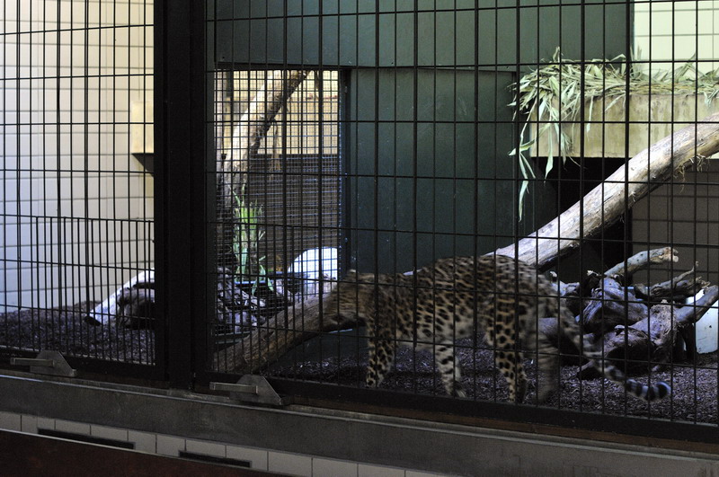 Indian leopard at wuppertal