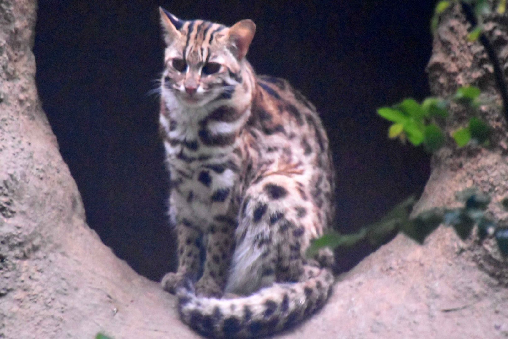Indian Leopard Cat (Prionailurus bengalensis bengalensis)