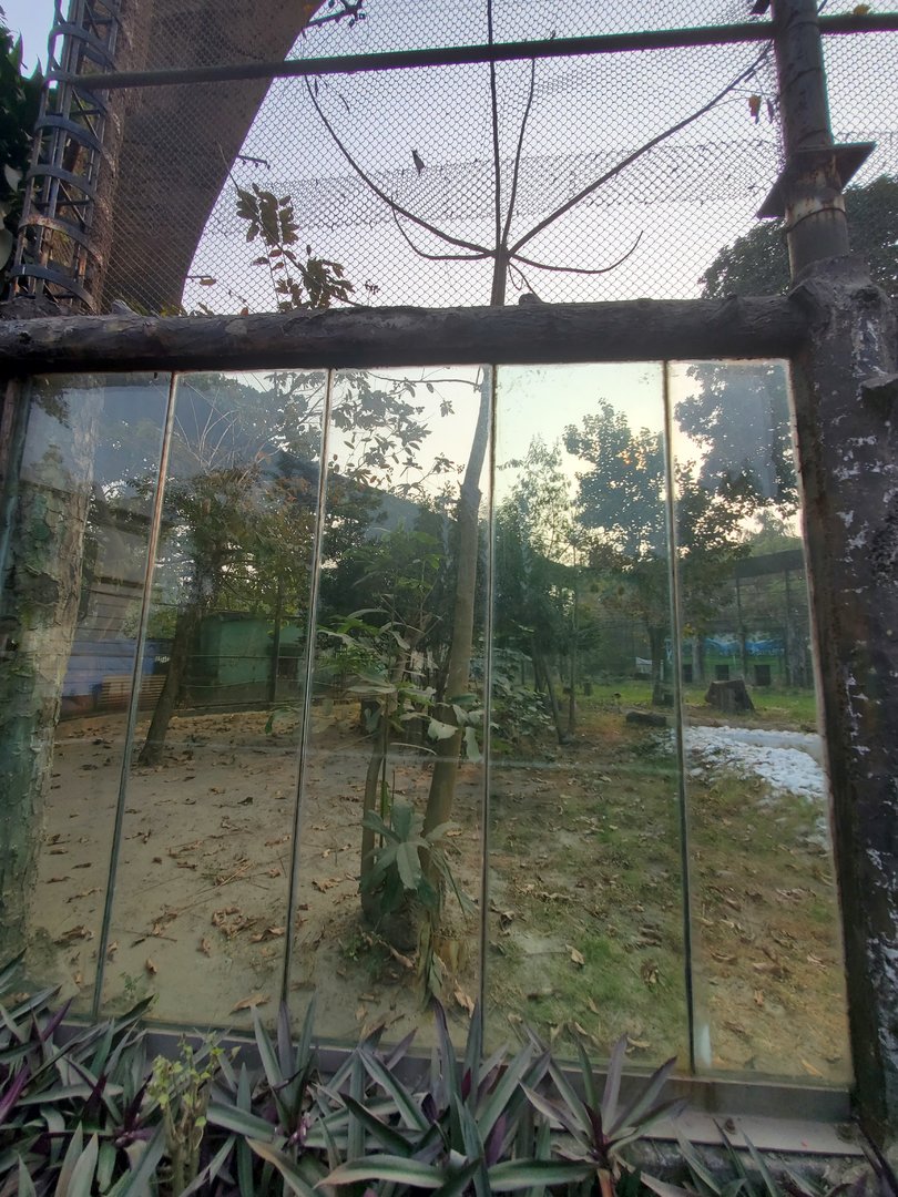 Indian Leopard Exhibit - January 2023