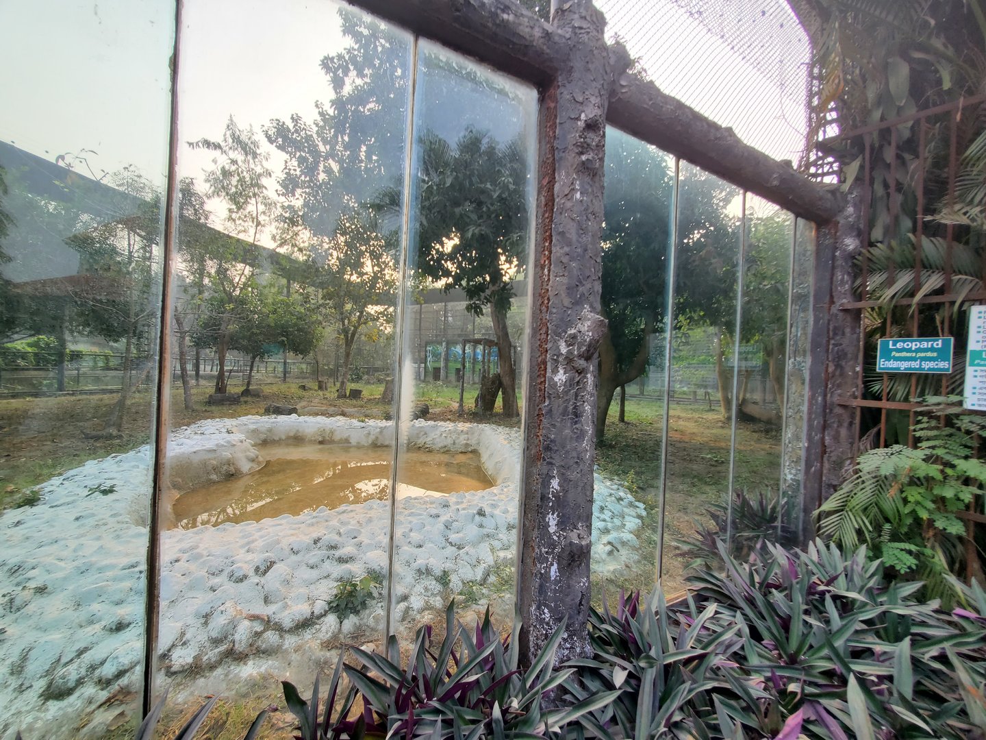 Indian Leopard Exhibit - January 2023