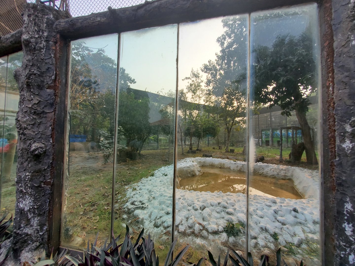 Indian Leopard Exhibit - January 2023