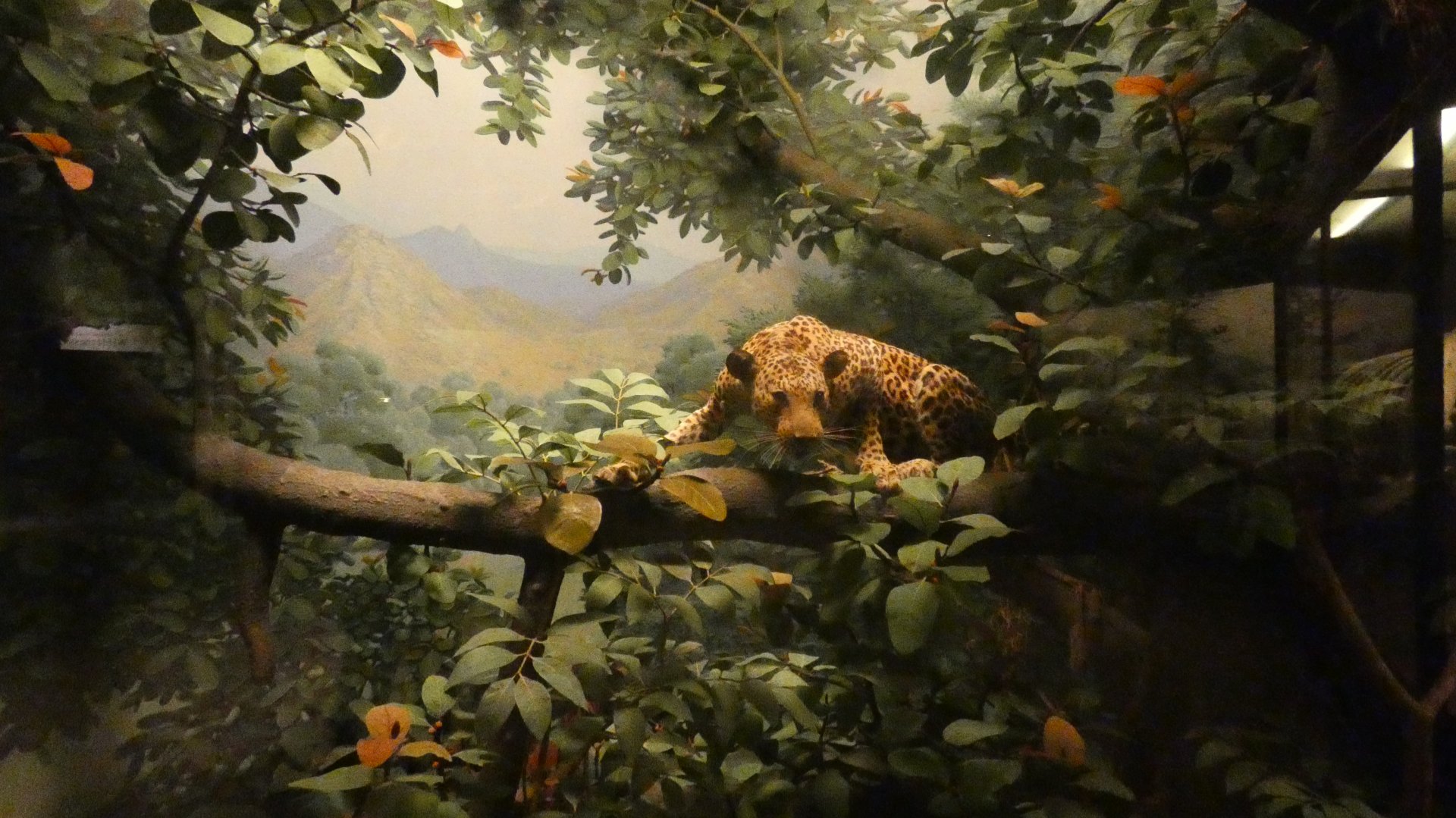 Indian Leopard, Hall of Asian Mammals - Feb. 2022