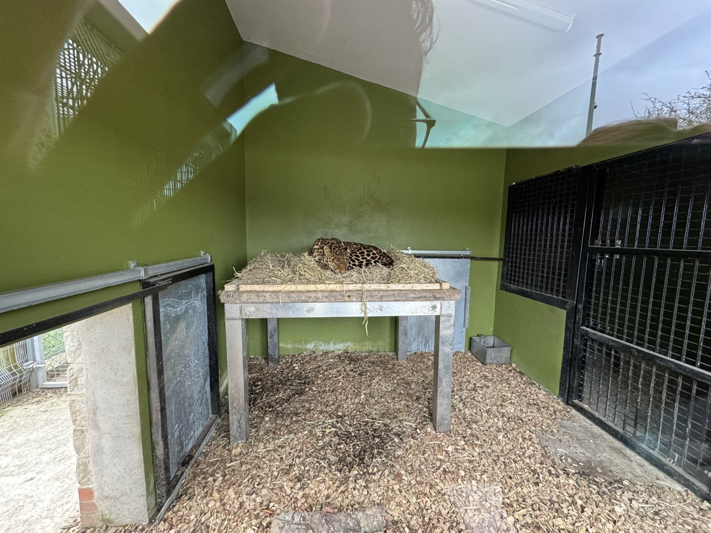 Indian Leopard Indoor Enclosure at Wolds Wildlife Park (March 2024)