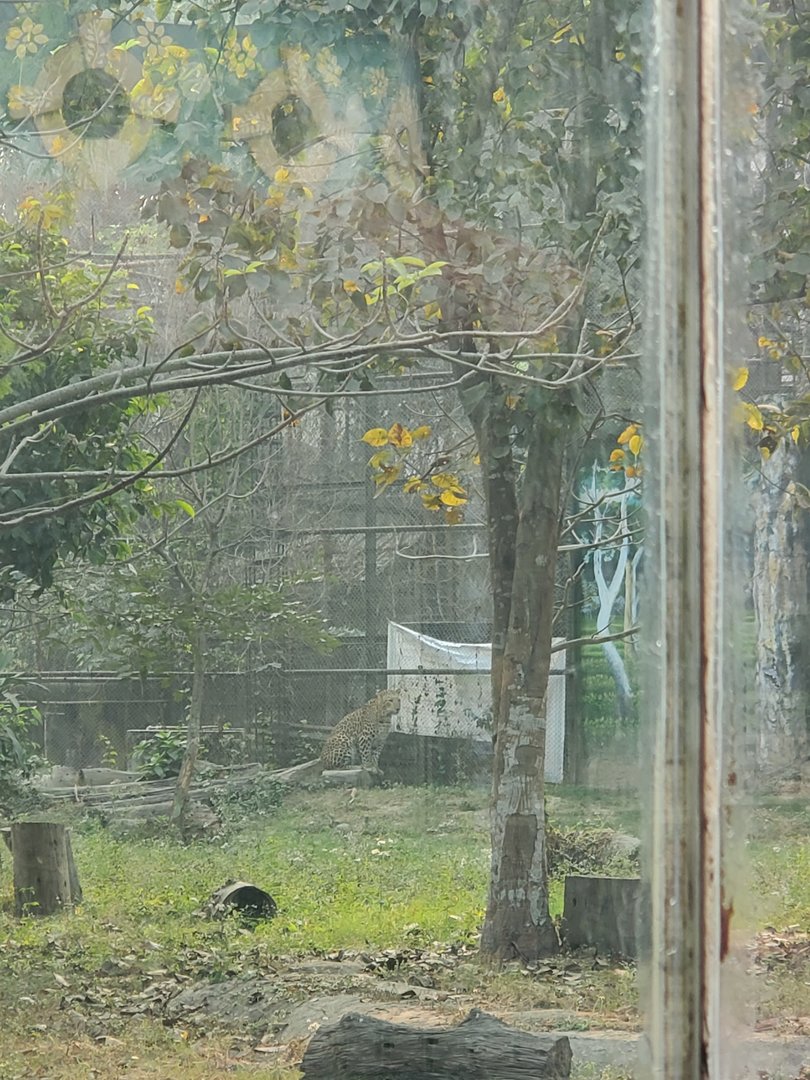 Indian Leopard - January 2023