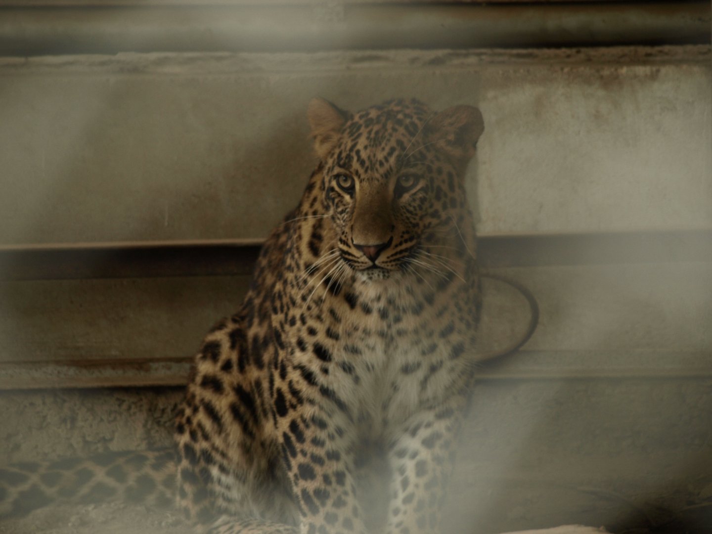 Indian leopard - Lalazar Wildlife Park 10/7/2018