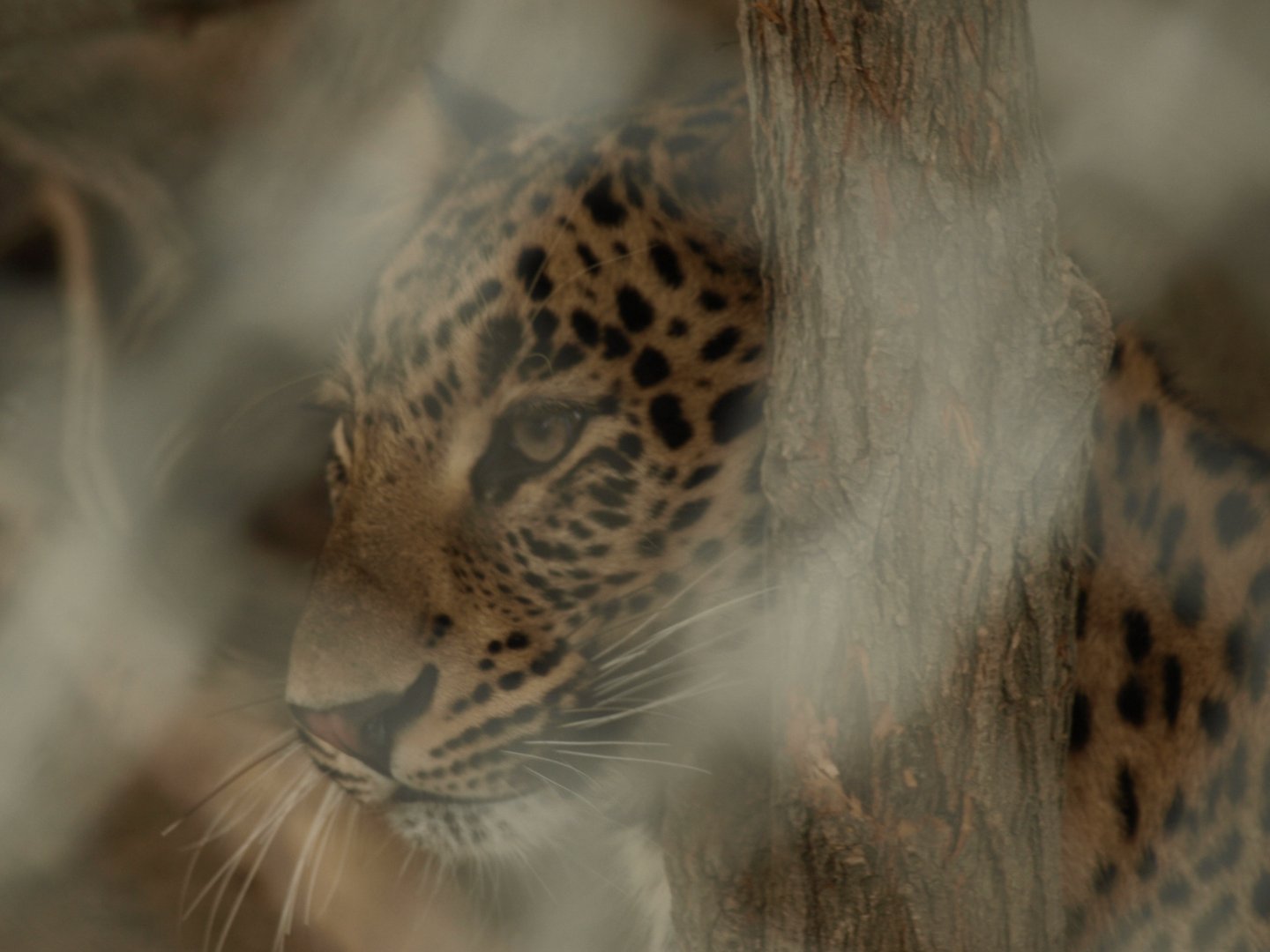 Indian leopard - Lalazar Wildlife Park 10/7/2018