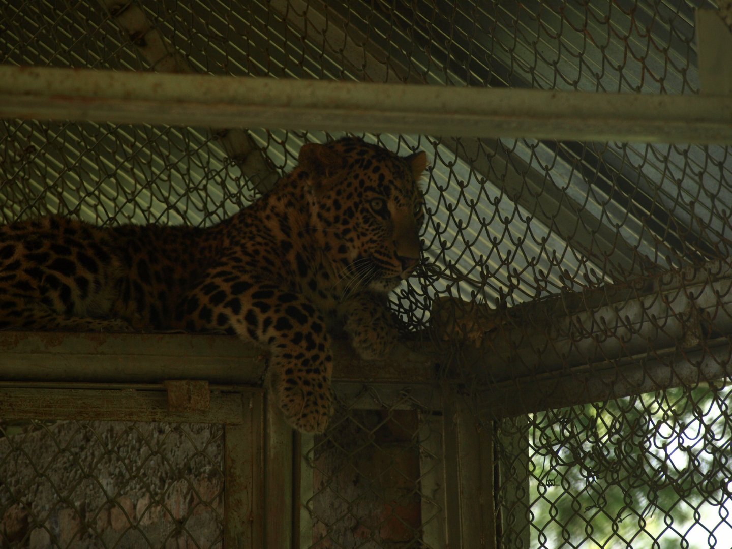 Indian leopard - Lalazar Wildlife Park 8/7/2018