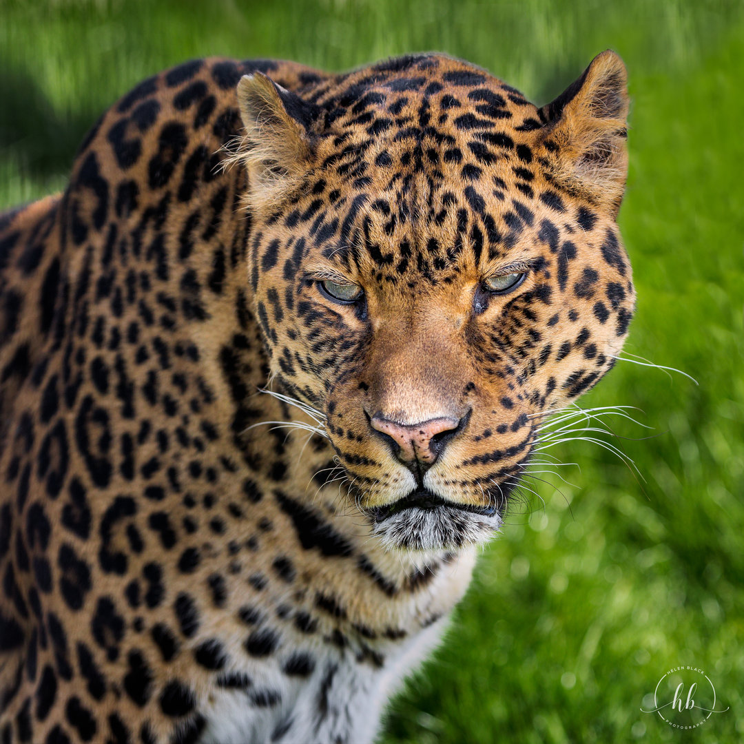 Indian Leopard (Mogli)/ Wolds Wildlife Park / 18-4-23