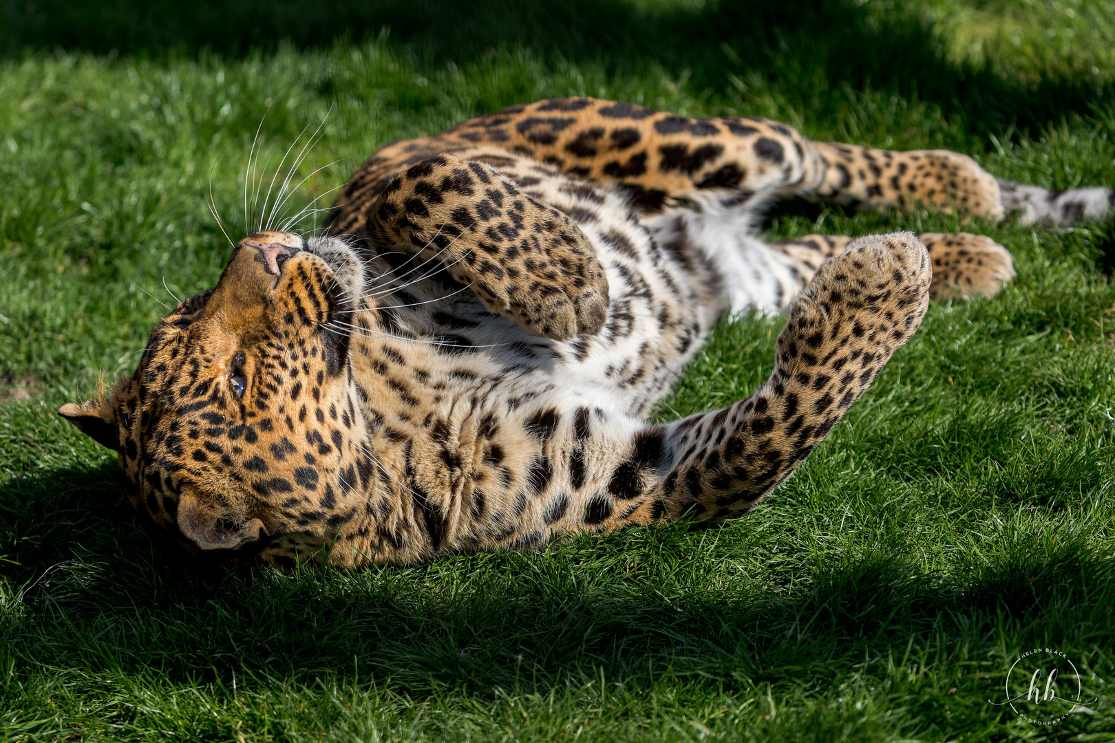 Indian Leopard (Mogli)/ Wolds Wildlife Park / 18-4-23