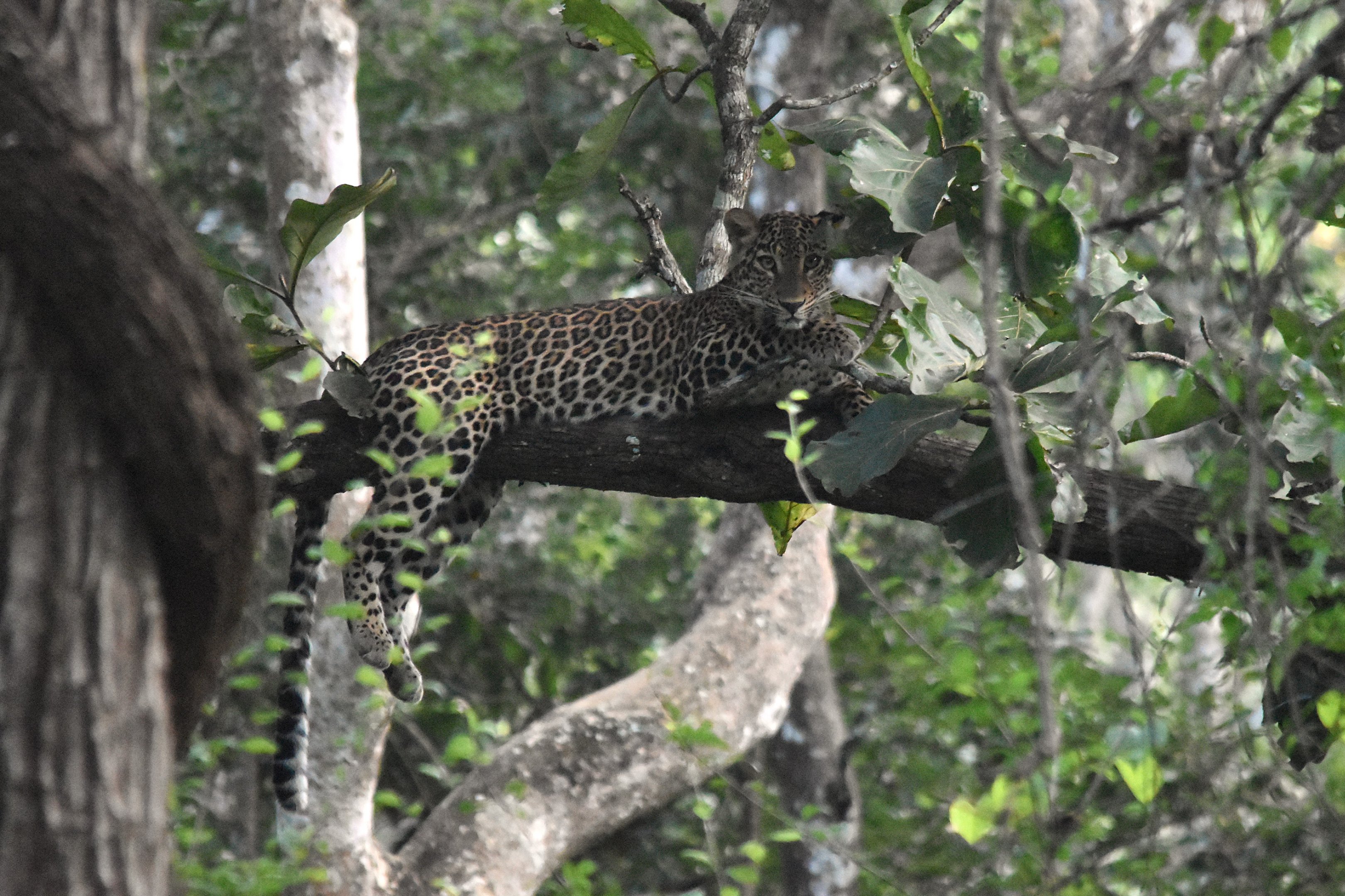 Indian Leopard, Nagarahole Tiger Reserve, 18th November 2024