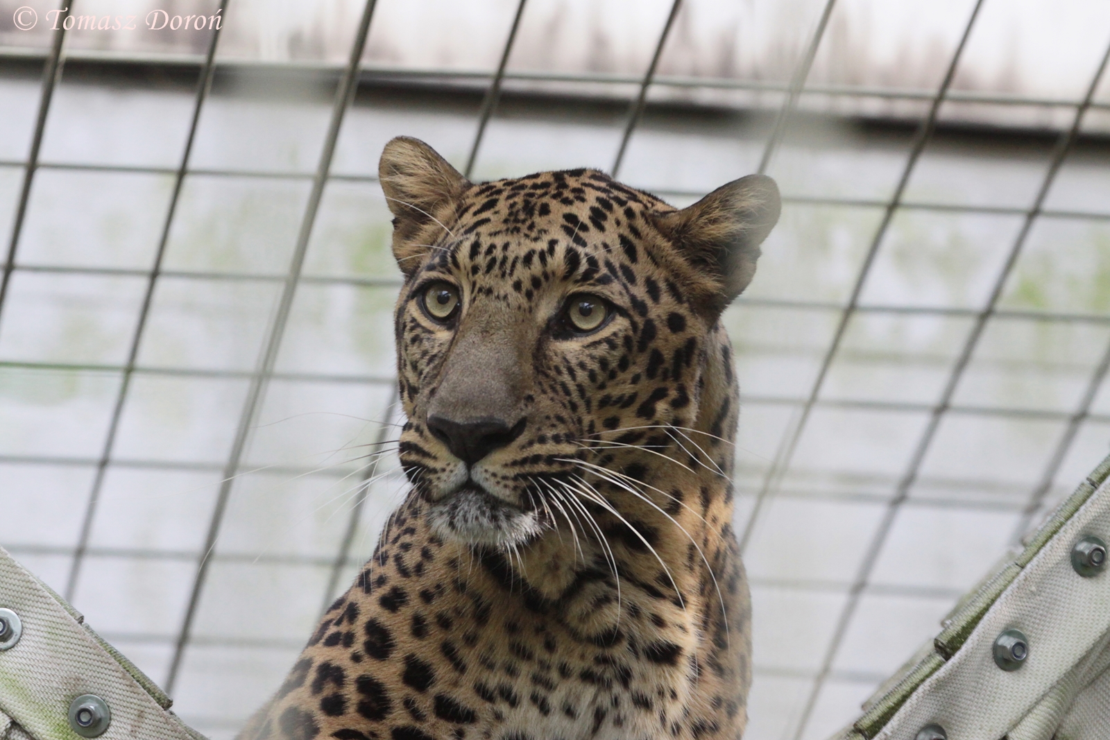 Indian Leopard (Panthera pardus fusca)