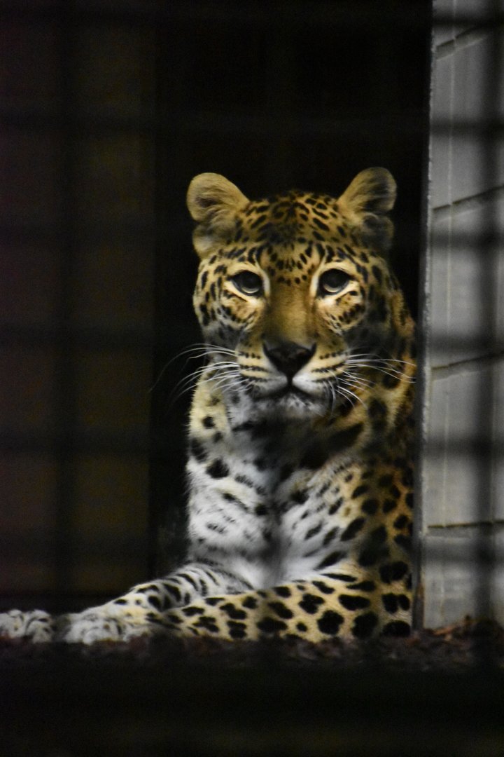 Indian leopard, Panthera pardus fusca