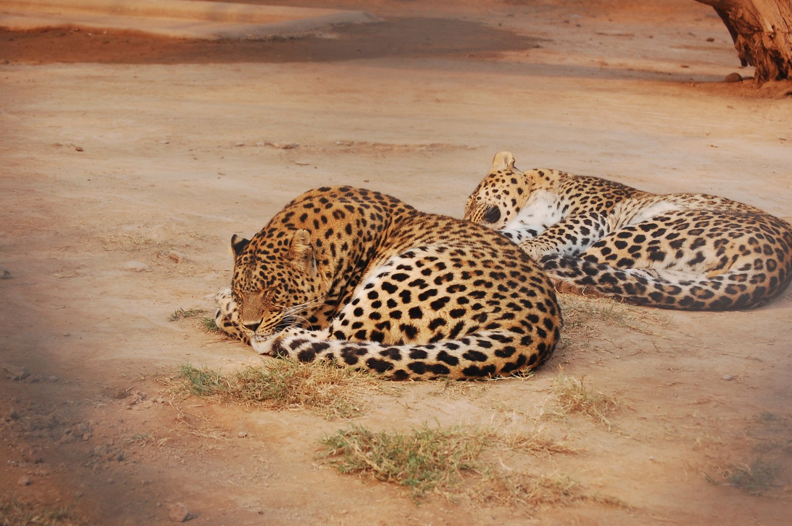 Indian leopard - Peshawar zoo 12/14/2019
