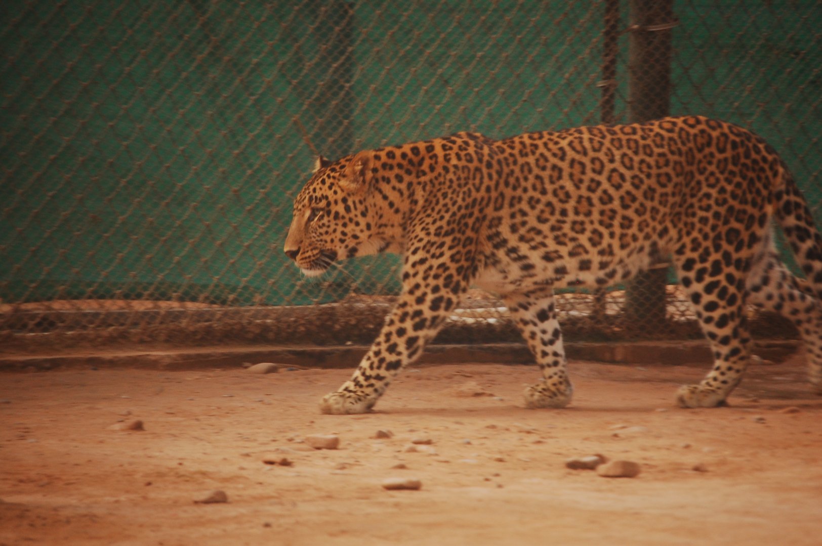 Indian leopard - Peshawar zoo 12/14/2019