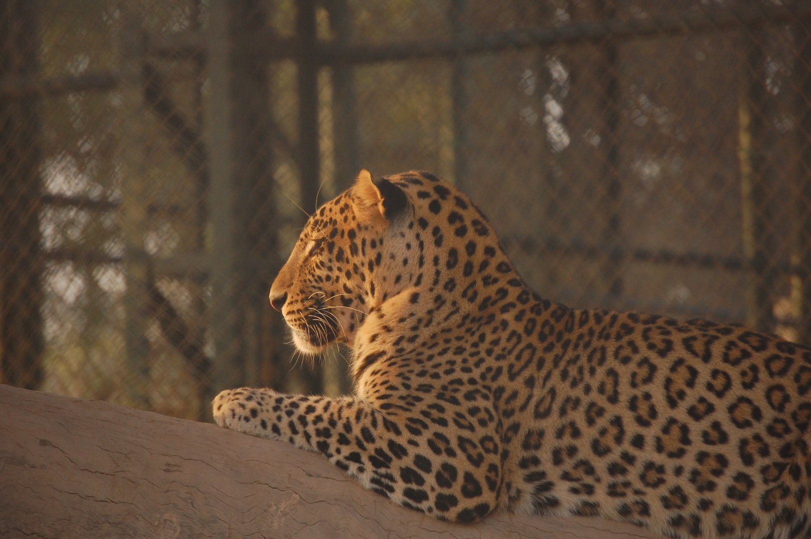 Indian leopard - Peshawar Zoo 20/10/2018