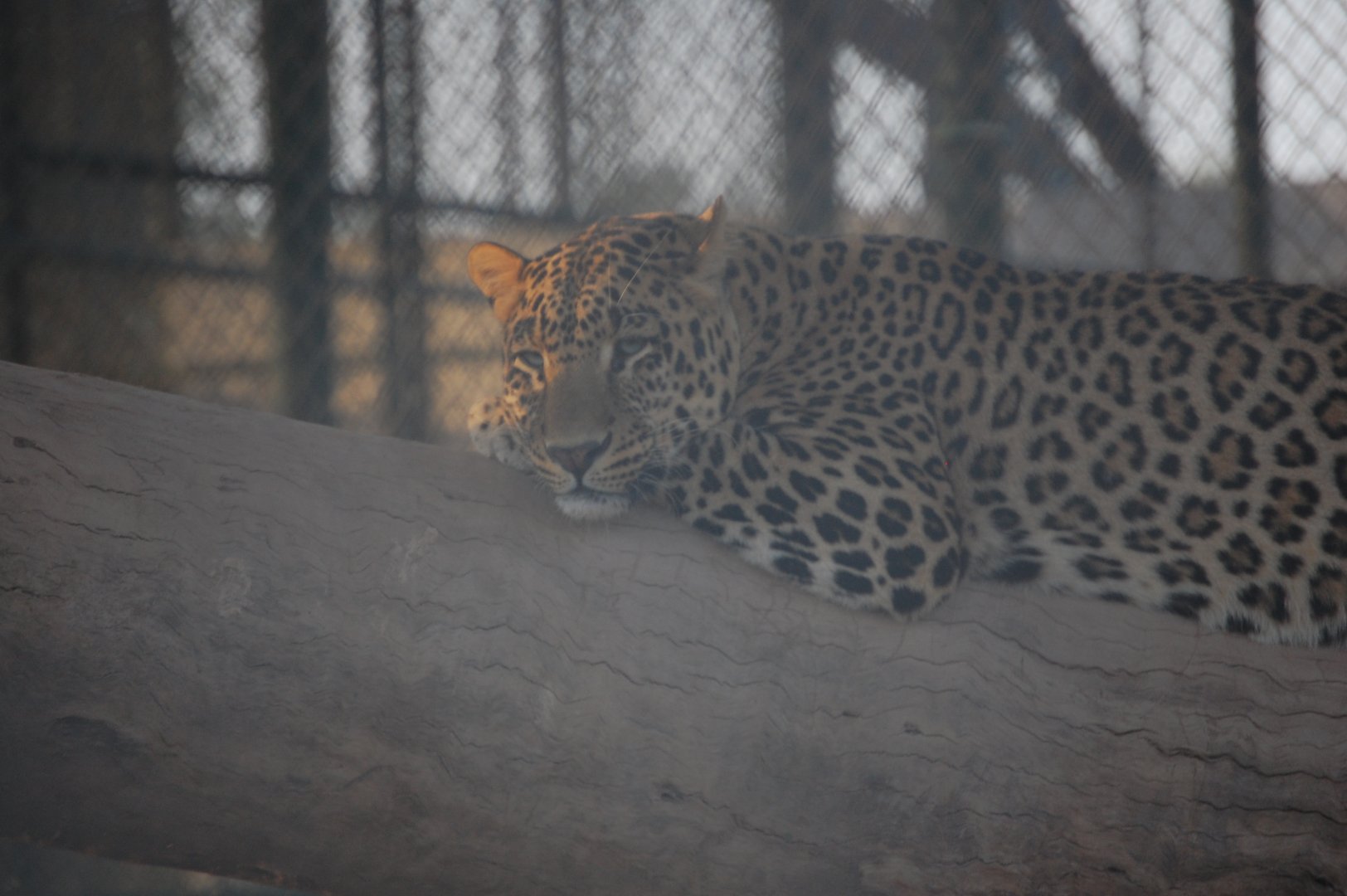 Indian leopard - Peshawar Zoo 20/10/2018