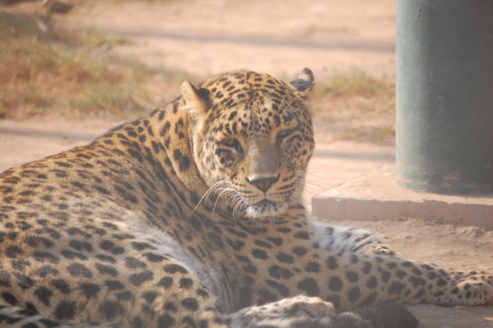 Indian leopard - Peshawar zoo 8/12/2018