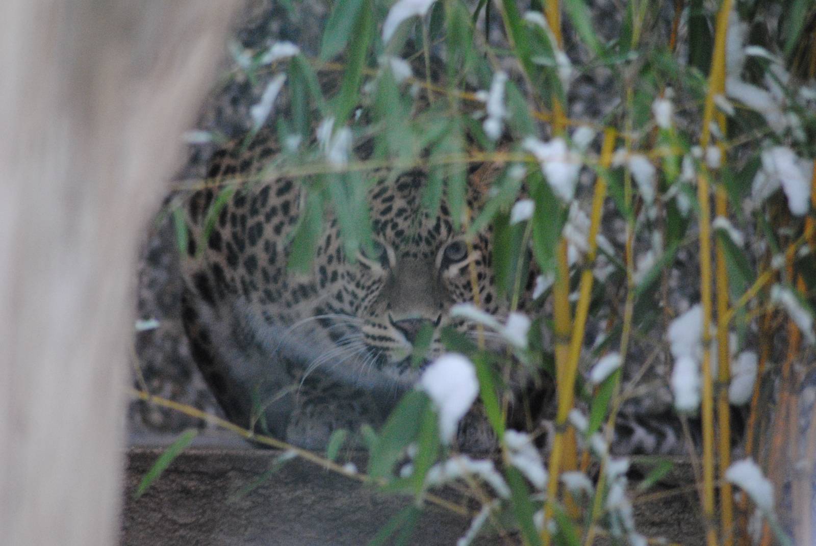 Indian leopard plays hide and seek