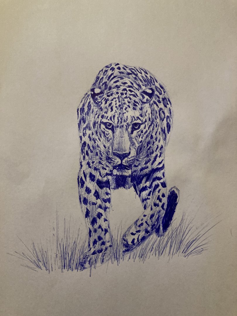 Indian leopard sketch