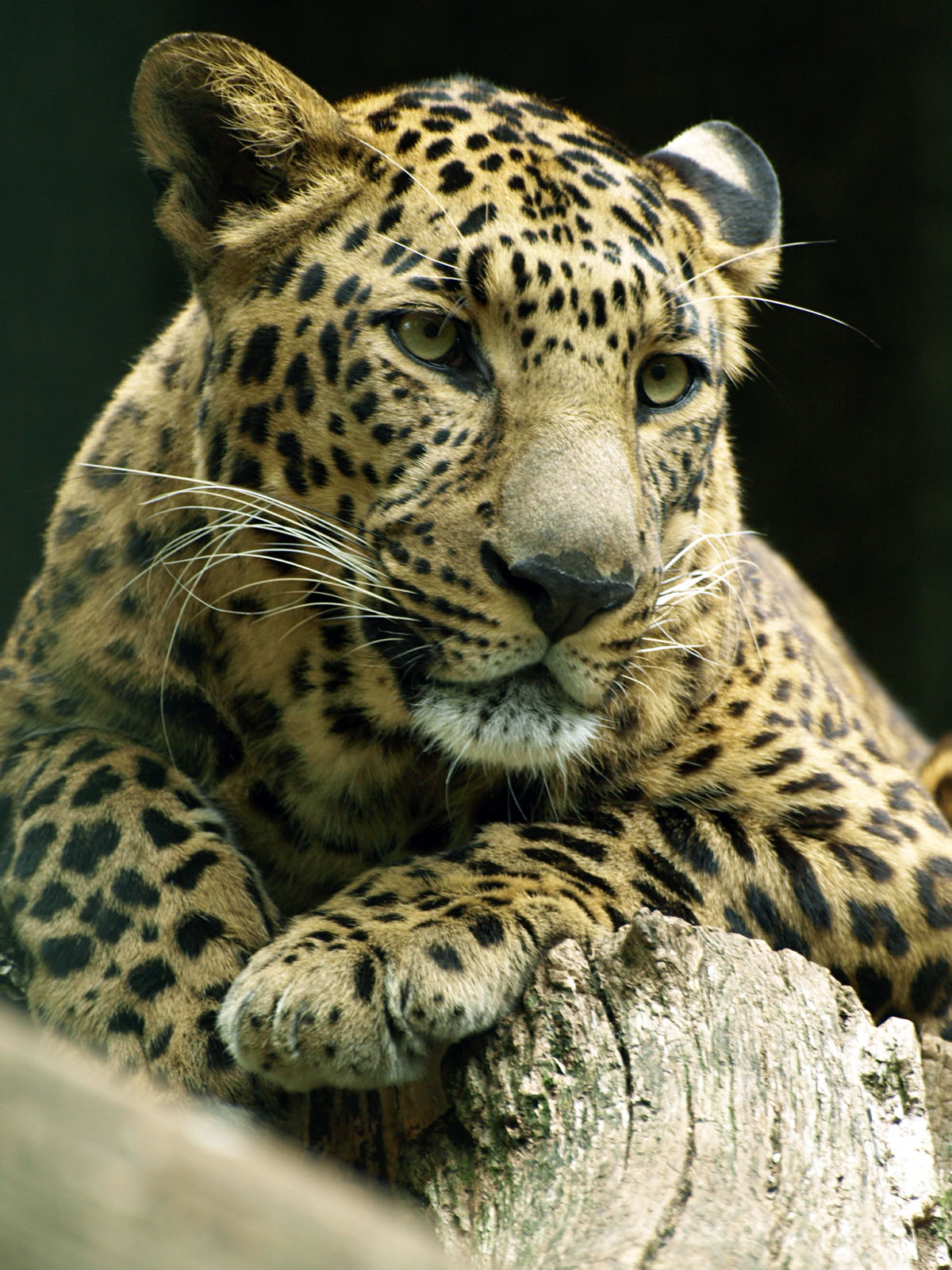 Indian leopard