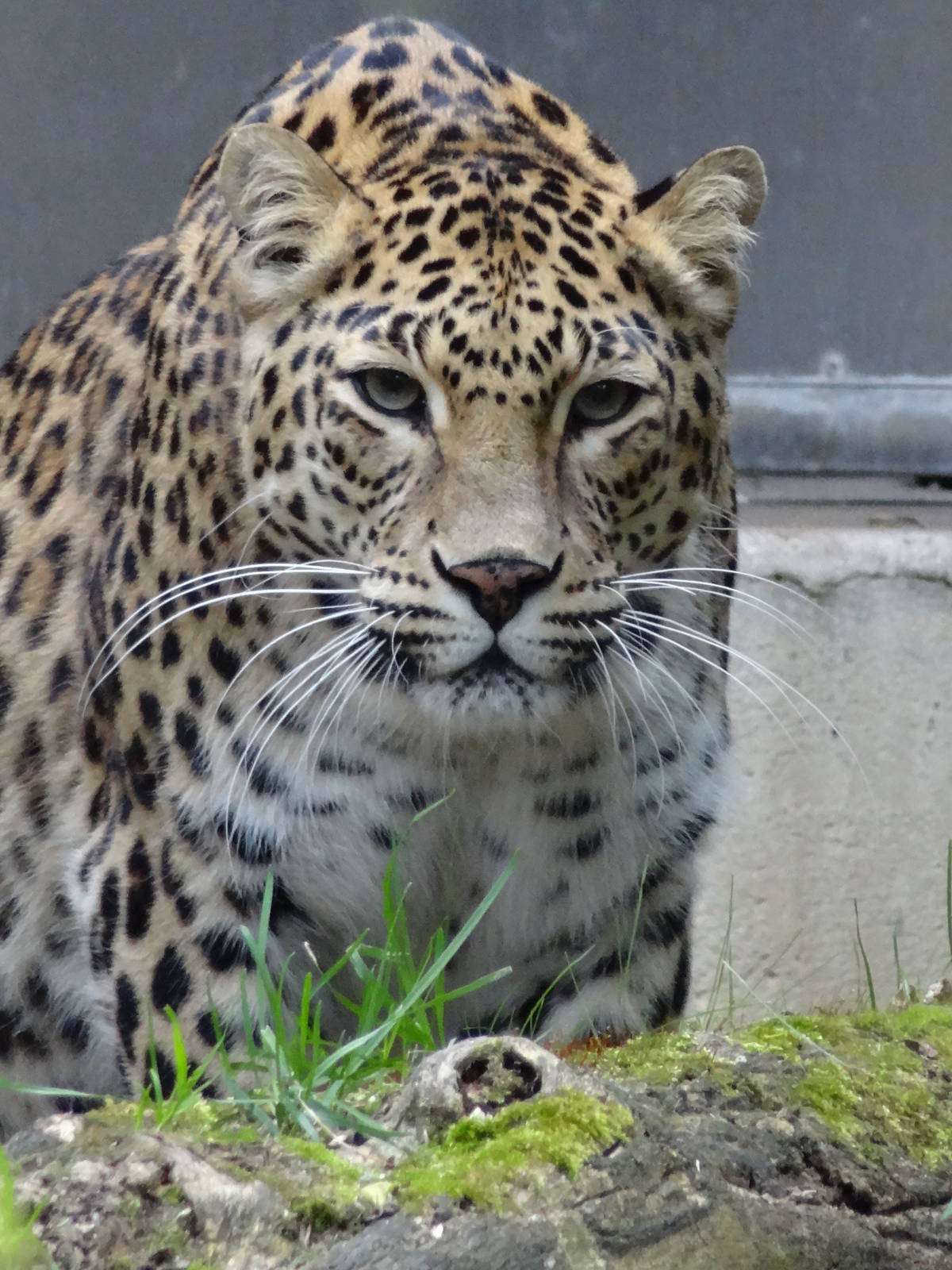 Indian leopard