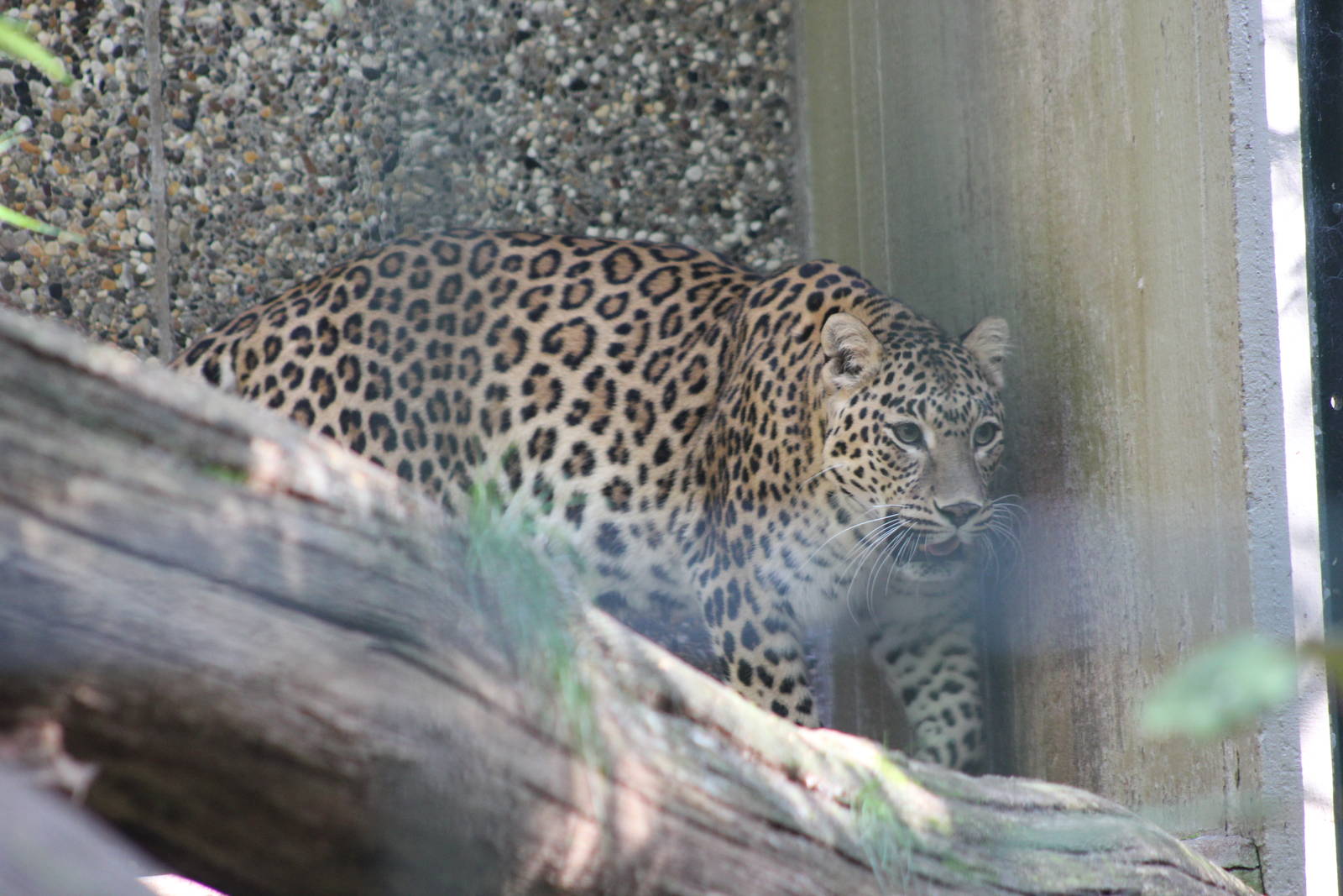 Indian leopard