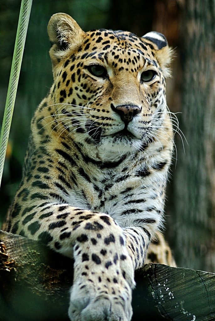 Indian leopard