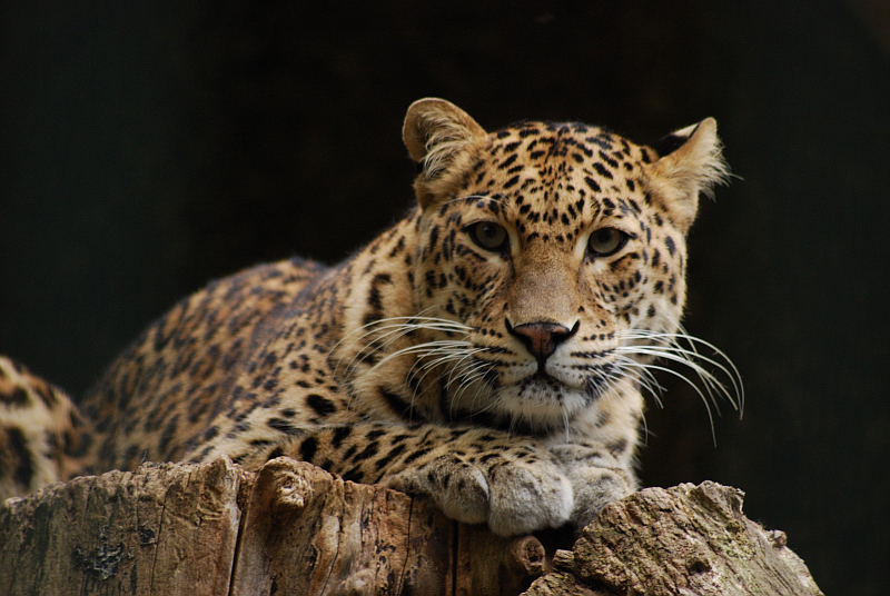 Indian leopard