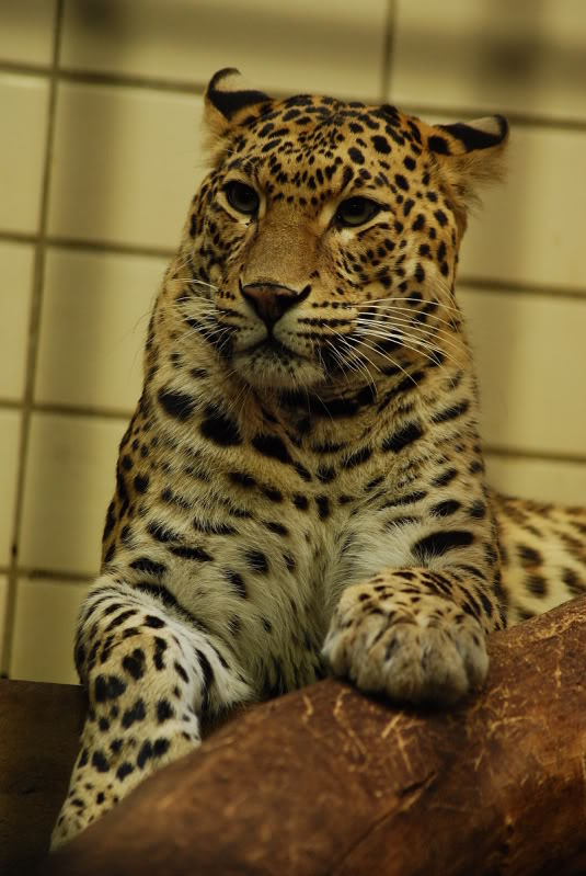 Indian leopard