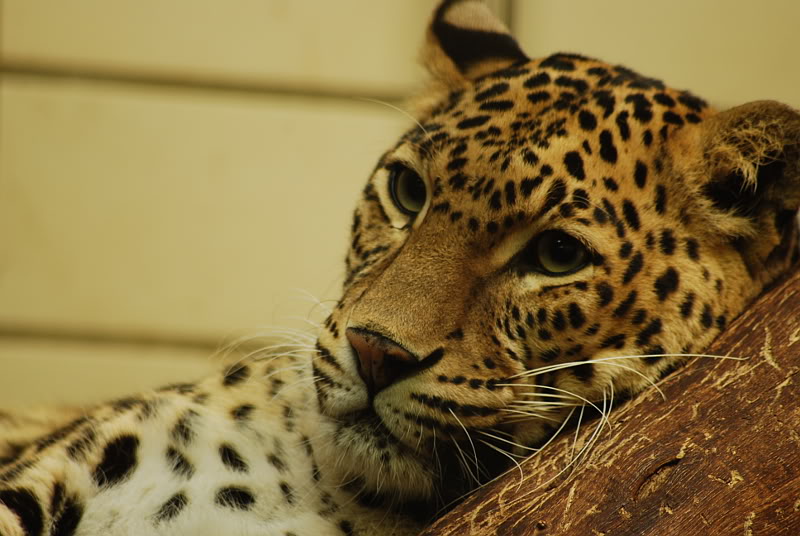 Indian leopard