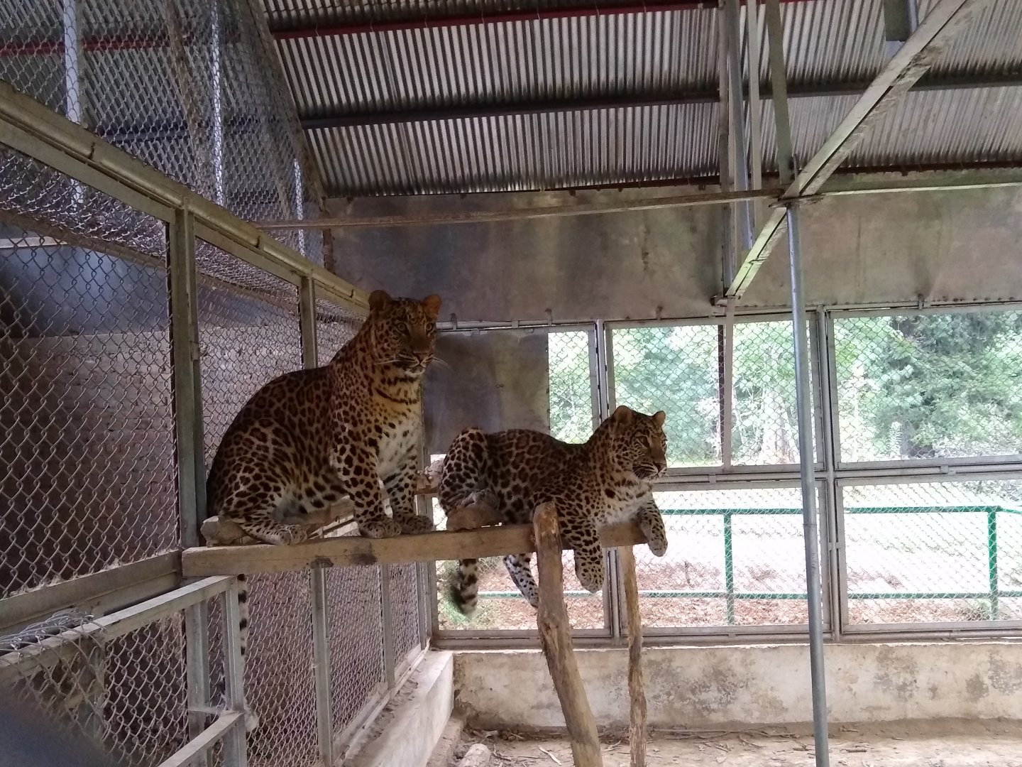 Indian Leopards - Lalazar Wildlife Park 28/9/2019