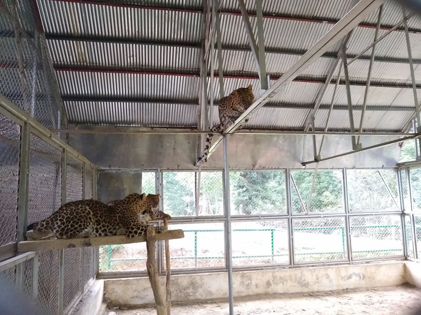 Indian Leopards - Lalazar Wildlife Park 28/9/2019