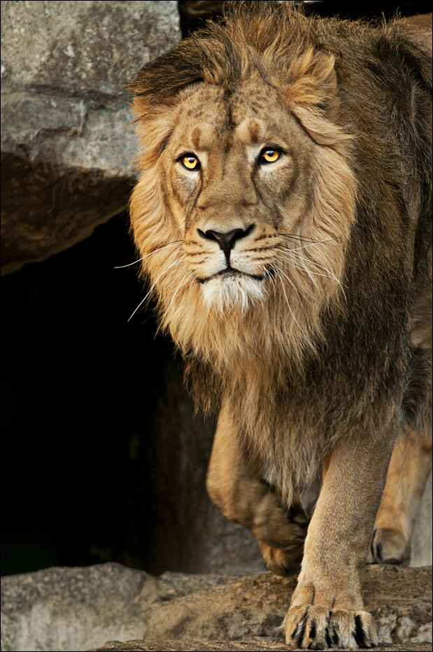 Indian lion at Berlin Tierpark