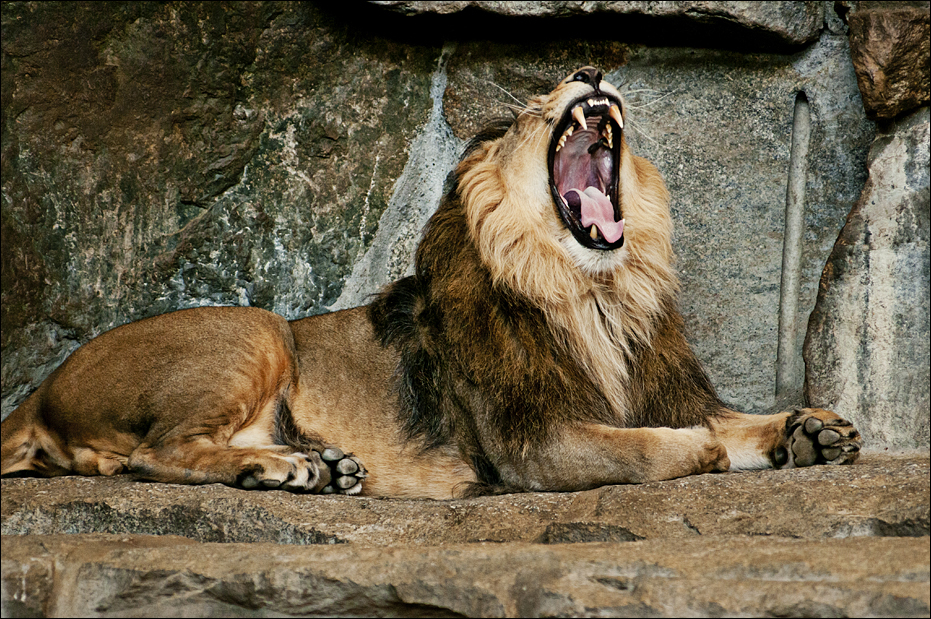 Indian lion at Berlin Tierpark