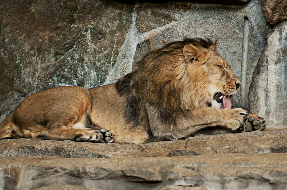 Indian lion at Berlin Tierpark