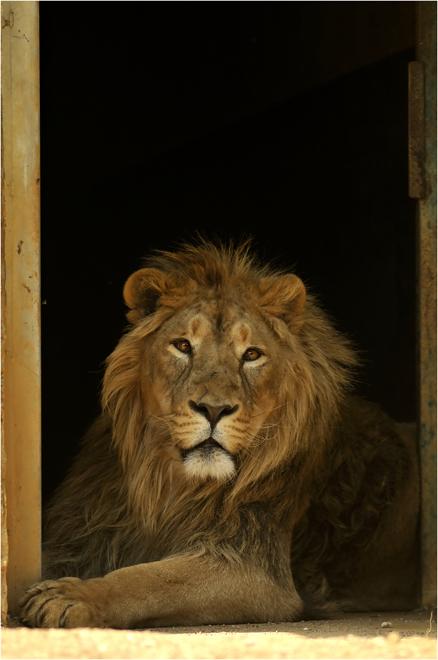 Indian lion at Besançon zoo