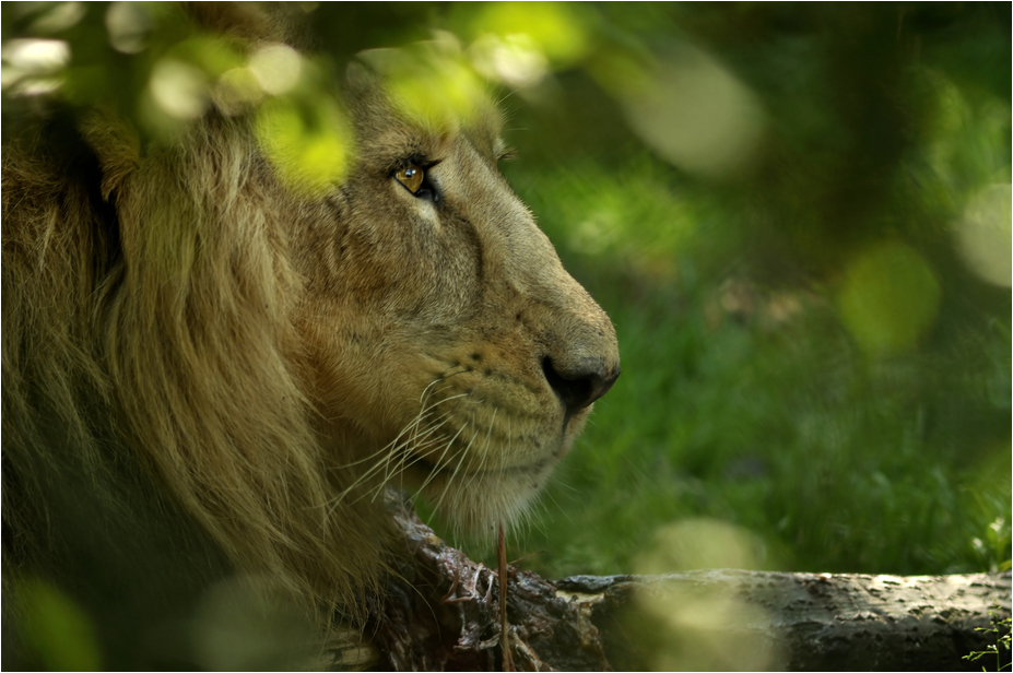 Indian lion at Zürich Zoo