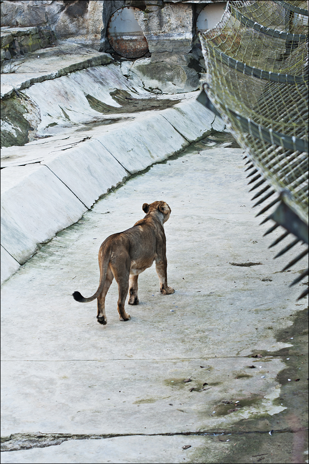 Indian lion exhibit at Berlin Tierpark