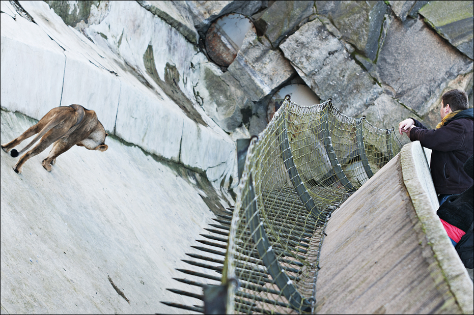 Indian lion exhibit at Berlin Tierpark