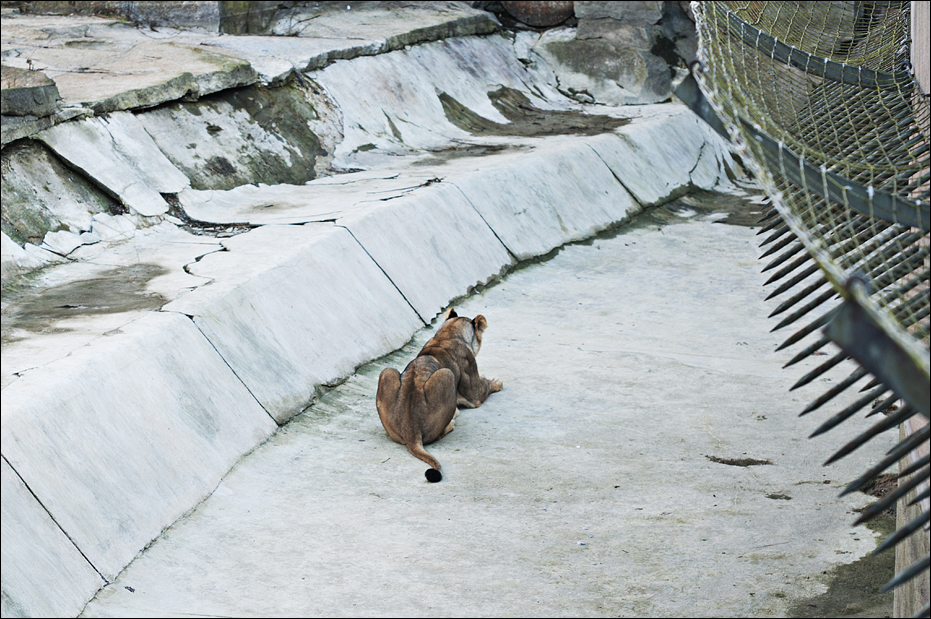 Indian lion exhibit at Berlin Tierpark