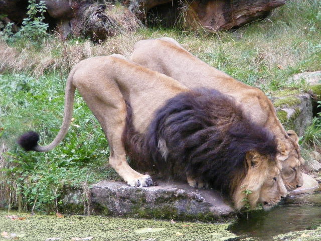 indian lion october 2009