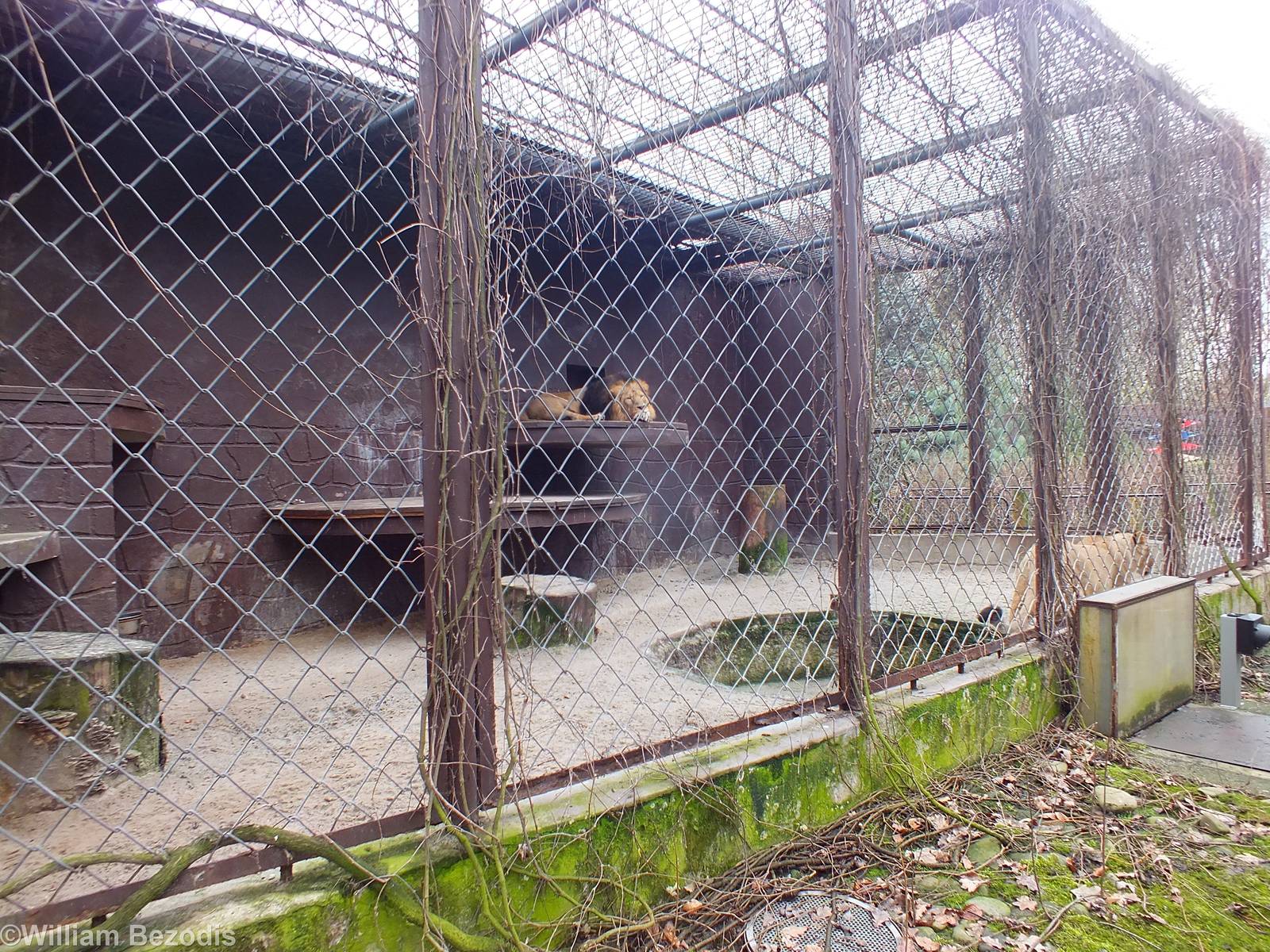 Indian Lion Outdoor Cage - India / Big Cat House