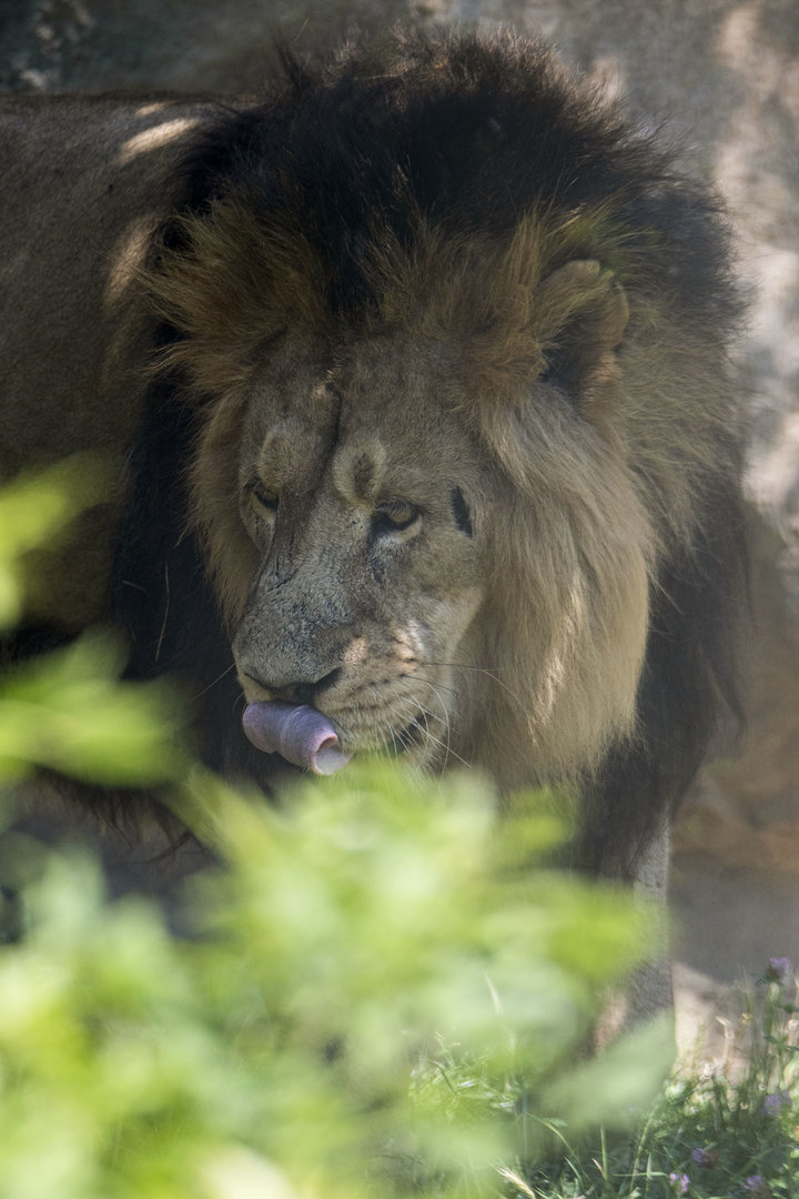 Indian lion (Panthera leo persica)