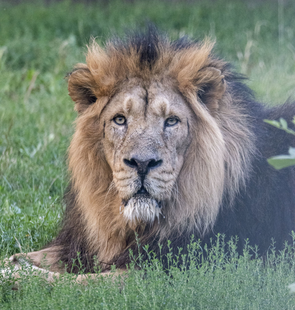 Indian lion (Panthera leo persica)