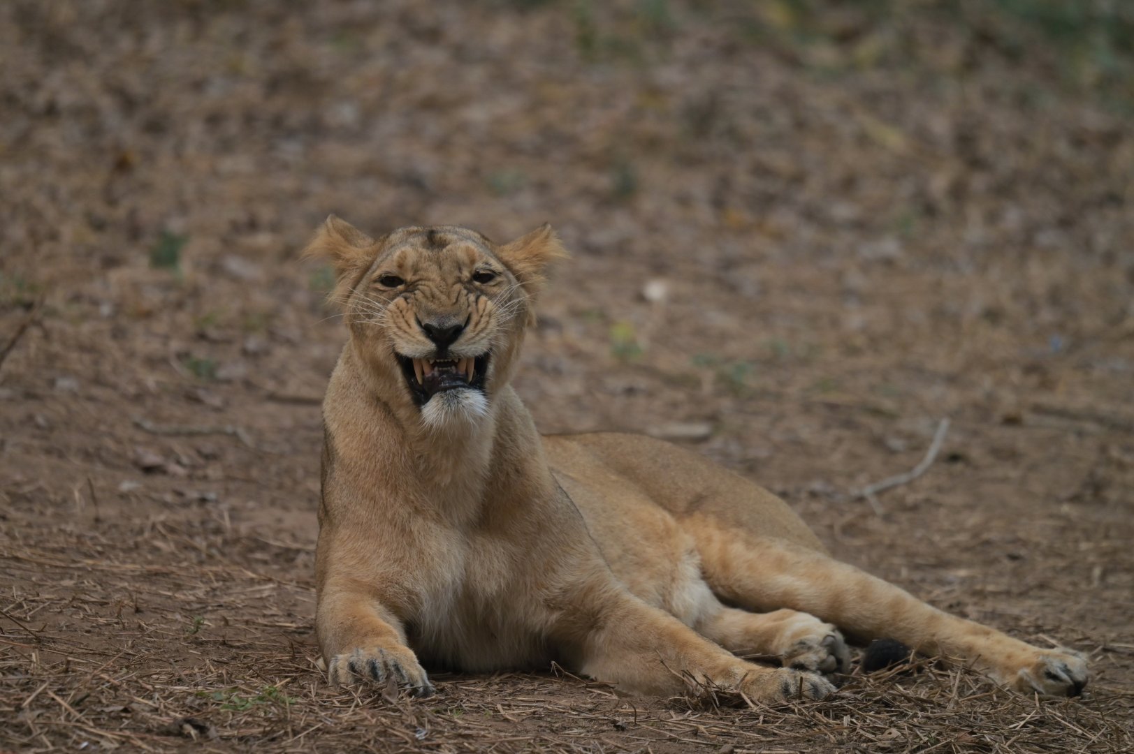 Indian lion Panthera leo persica
