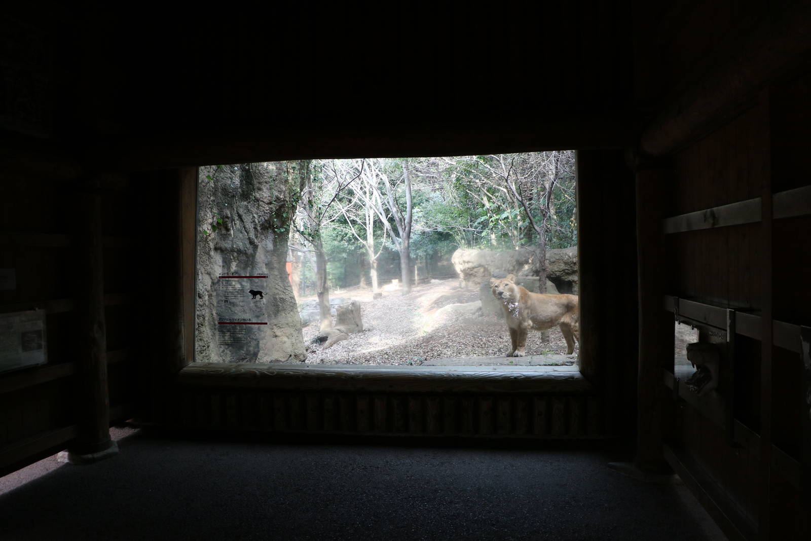Indian lion viewing shelter, February 2016