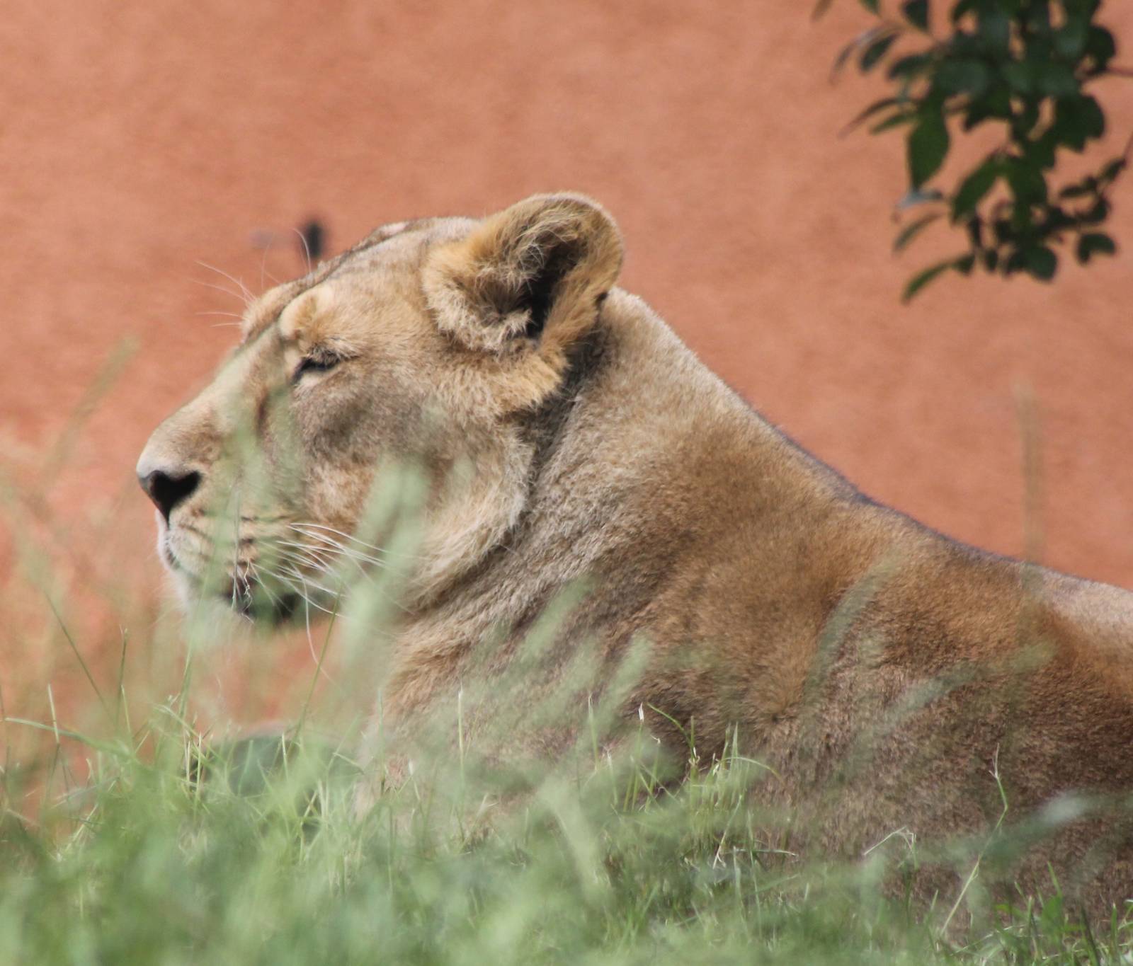 Indian lioness