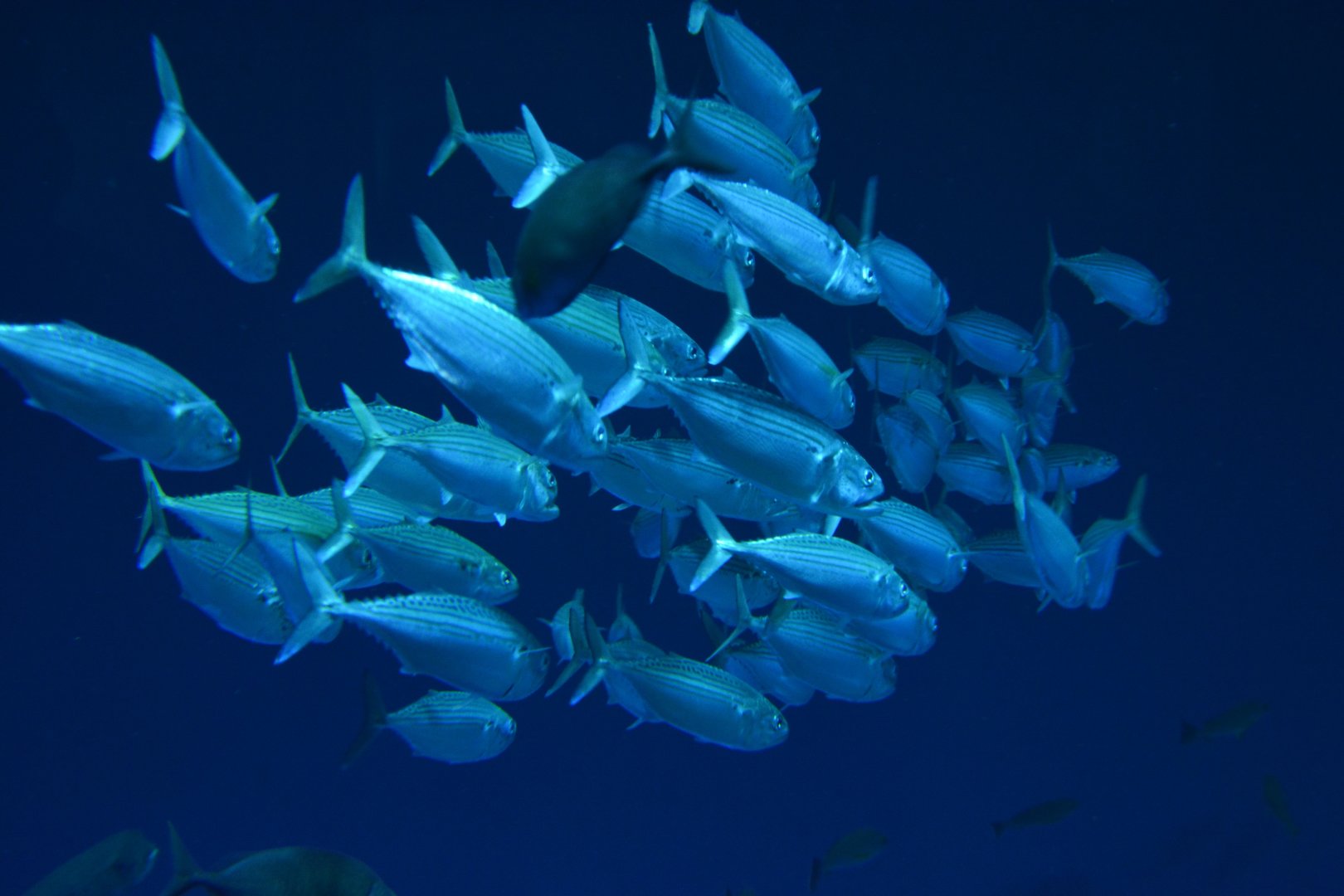 Indian mackerel (Rastrelliger kanagurta)